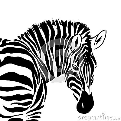 Graphical portrait of zebra isolated on white background, vector illustration for printing. Cartoon Illustration