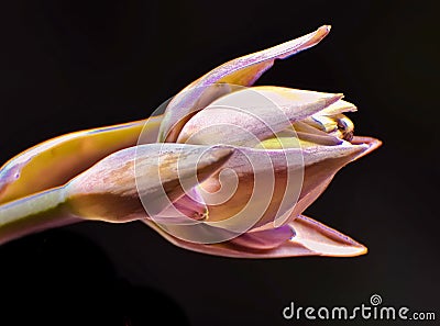 A graphical processed image of a flowering hosta Stock Photo