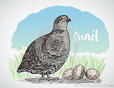 Graphical quail in engraving style Vector Illustration