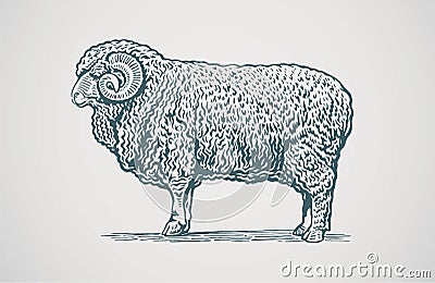 Graphical ram. Vector Illustration