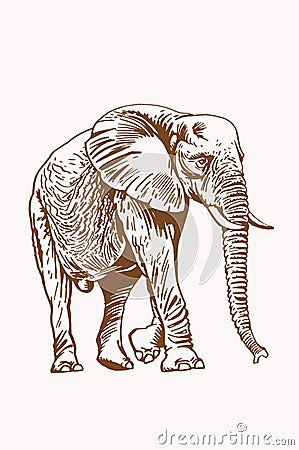 Graphical sepia illustration of elephant walking, vector Vector Illustration