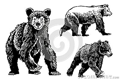 Graphical set of bears isolated on white background, vector elements of grizzly bear Vector Illustration
