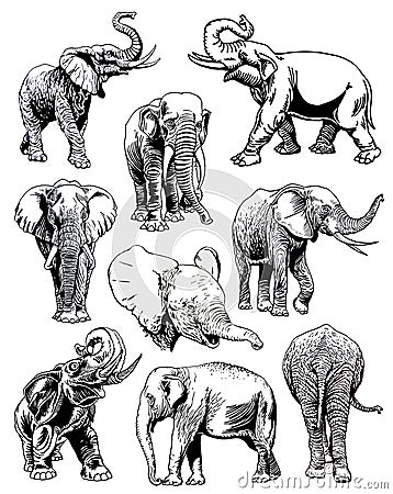 Graphical set of elephants isolated on white background, vector illustration Vector Illustration