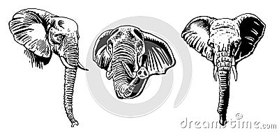 Graphical set of portraits of elephants isolated on white background, vector illustration Vector Illustration