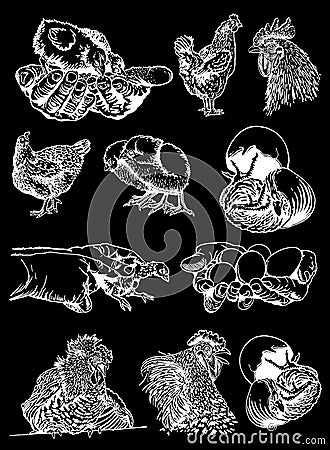 Graphical set of farm birds,hens and rooster isolated on black background,vector Vector Illustration