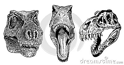 Graphical set of heads of tyrannosaurus isolated on white,vector illustration Vector Illustration
