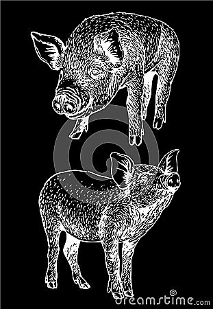 Graphical set of pigs isolated on black background,vector illustration Vector Illustration