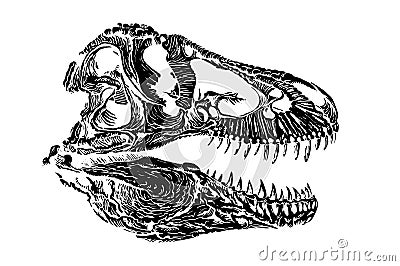 Graphical skull of tyrannosaurus isolated on white ,jpg illustration Cartoon Illustration