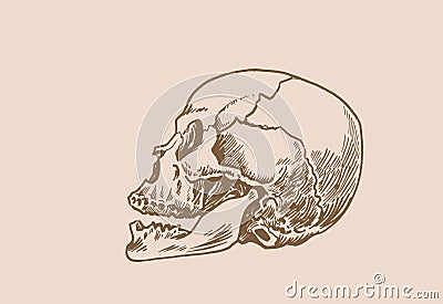 Graphical vintage drawing of Mayan skull , long skull of ancient tribe, vector illustration. Vector Illustration