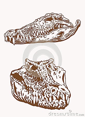 Graphical vintage heads of crocodile, sepia background, vector skull Vector Illustration