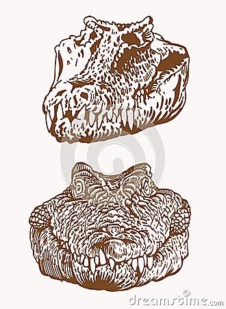Graphical vintage heads of crocodile, sepia background, vector skull Vector Illustration