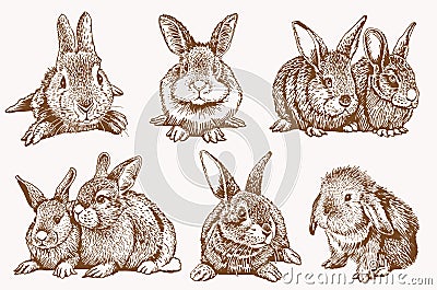 Graphical vintage set of bunnies ,vector retro illustration Vector Illustration