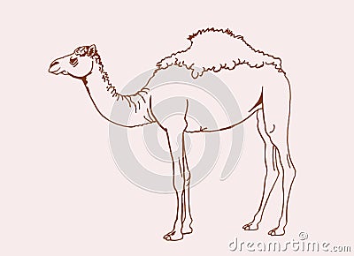 Graphical vintage sketch of camel , vector lined illustration, doodle drawing Vector Illustration