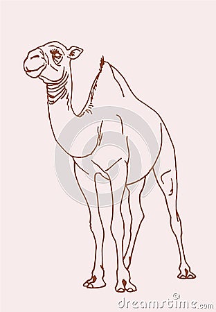 Graphical vintage sketch of camel , vector lined illustration, doodle drawing Vector Illustration