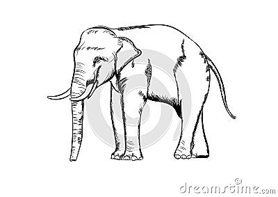 Graphics drawing elephant Asia outline black and white transparent isolated white background vector illustration Stock Photo