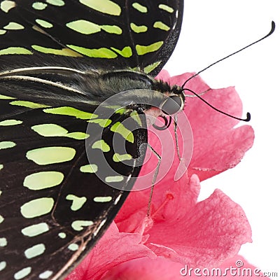 Graphium agamemnon butterfly Stock Photo