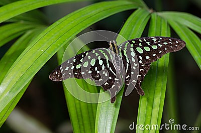 Graphium agamemnon, tailed jay Stock Photo