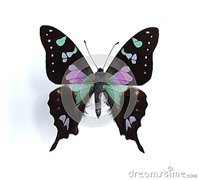 Graphium weiskei (Purple Spotted Swallowtail) Stock Photo