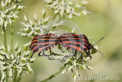 Graphosoma lineatum, Italian Striped-Bug, Minstrel Bug Stock Photo