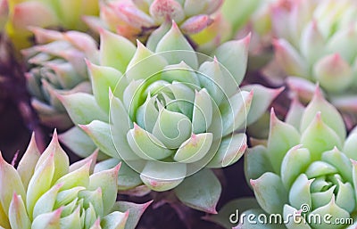 Succulents close up shot, GRAPTOPETALUM MACDOUGALLII ALXANDER Stock Photo