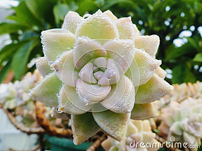 Graptopetalum paraguayense Ghost Plant with dew. Stock Photo