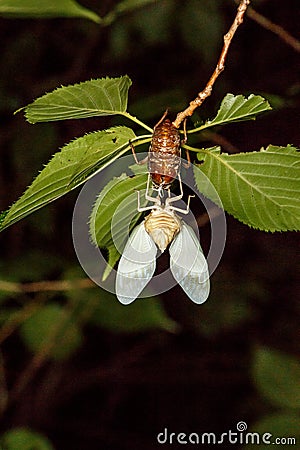 Graptopsaltria nigrofuscata Stock Photo