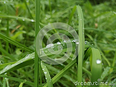 Gras with rain drops Stock Photo