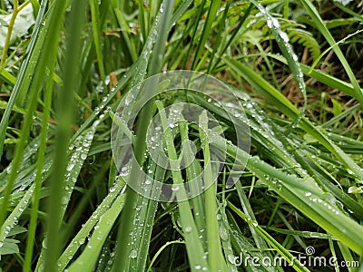 Gras with rain drops Stock Photo