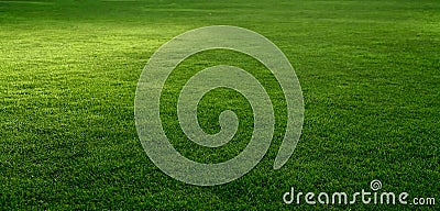 Grass Stock Photo