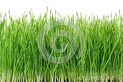 Grass. Stock Photo