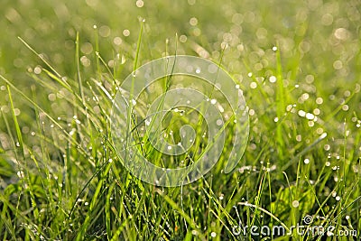 Grass Stock Photo