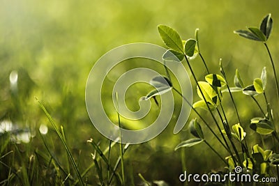 Grass Stock Photo