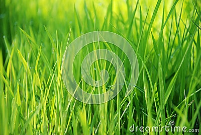 Grass Stock Photo