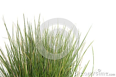 Grass Stock Photo