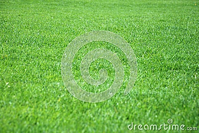 Grass Stock Photo