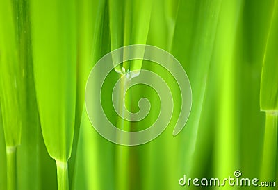 Grass abstract Stock Photo