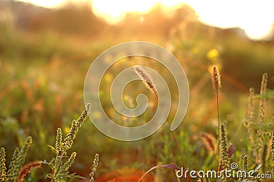 Grass autumn shimmers in the rays Stock Photo