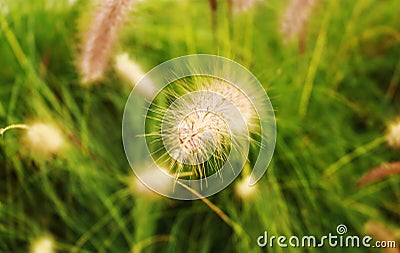 Grass in the backgraound Stock Photo