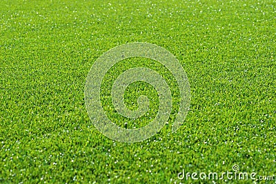 Grass Background Stock Photo