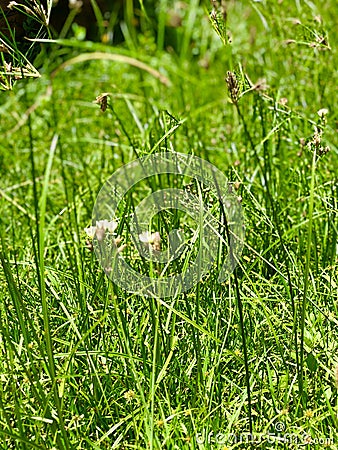 Grass background photograph Stock Photo