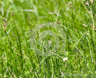 Grass background photograph Stock Photo