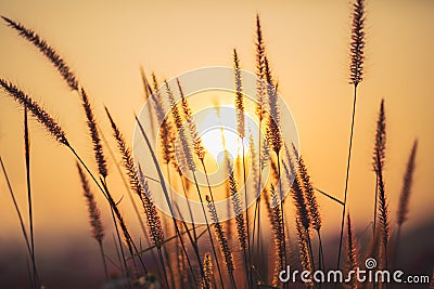 Grass background with sun beam, Soft focus abstract nature Stock Photo