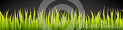 Grass banner. Cereal sprouts. Vector Illustration