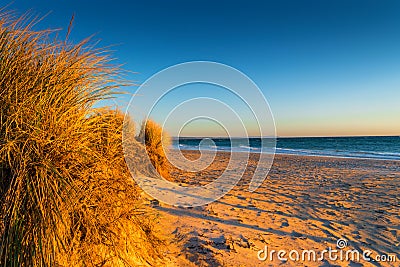 Grass and beach at sunset Stock Photo