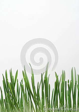 Grass blades Stock Photo