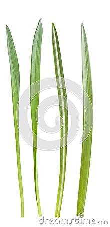 Grass blades Stock Photo