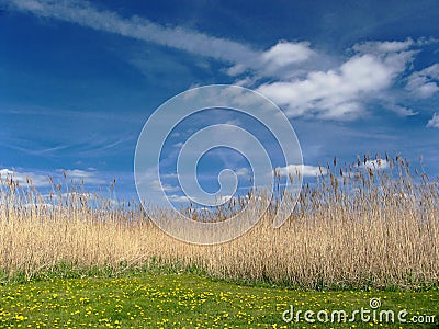 Grass and blue sky Stock Photo