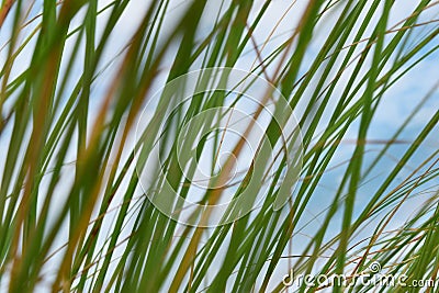 Grass blur background the brightness of the sky in summer. Stock Photo