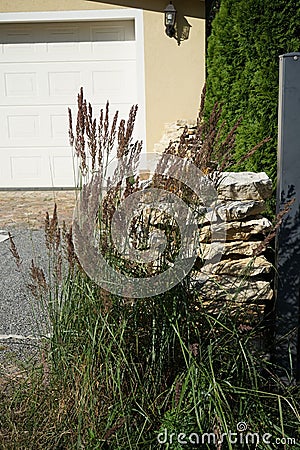 Grass Calamagrostis epigejos blooms in July. Berlin, Germany Stock Photo