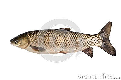 Grass carp Stock Photo